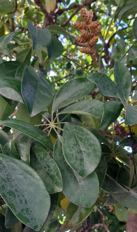 鴨 腳 木|Schefflera heptaphylla (L.) Frodin